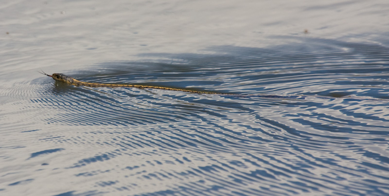 Common Garter Snake Swimming